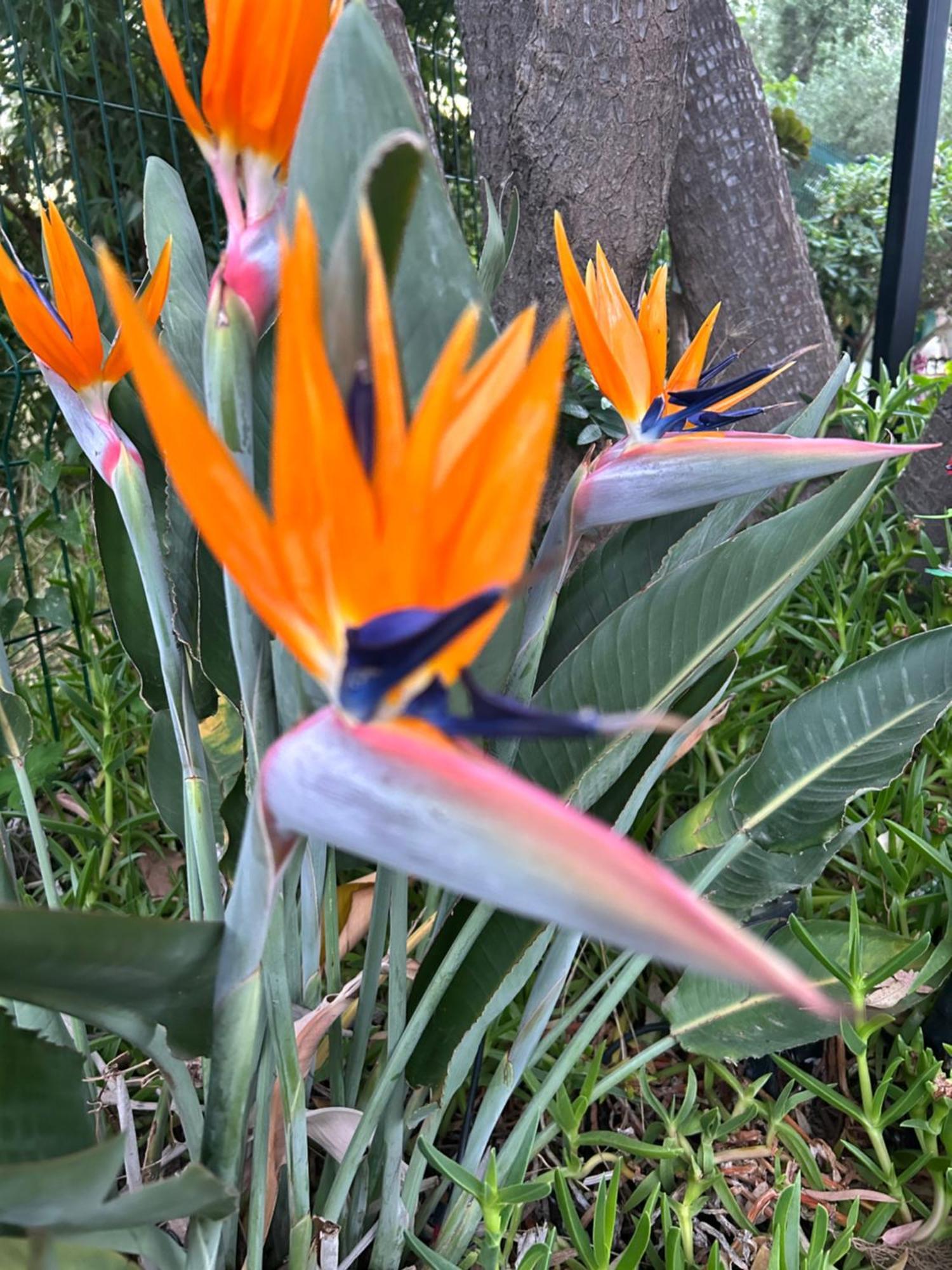 Provencale